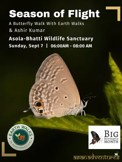A Pale Grass Blue, one of the tiny but beautiful butterflies often overlooked. Our walks with macro photographers like Ashir Kumar help you appreciate the details of these small wonders.