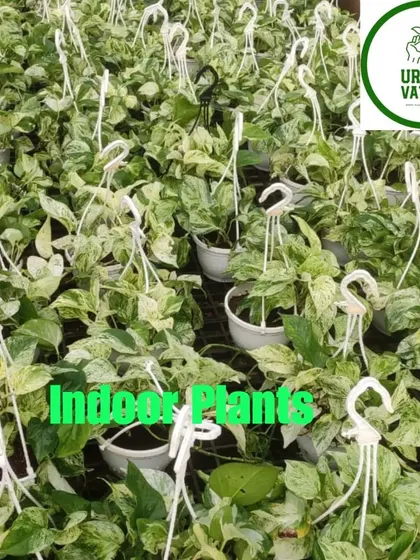 Hanging baskets filled with lush, variegated Pothos, perfect for adding greenery to vertical spaces.