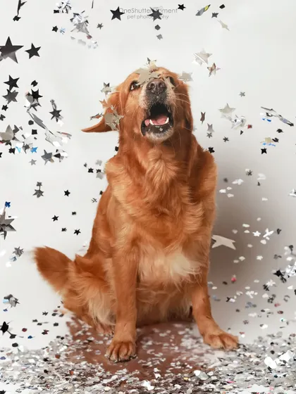 Let the celebrations begin! This golden retriever is having a blast as star-shaped confetti rains down around him. These action shots are full of energy and capture the pure excitement of a party.