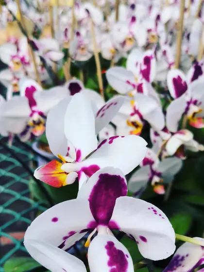 Phalaenopsis orchids available at the nursery. Their elegant, long-lasting flowers make them a perfect living gift.