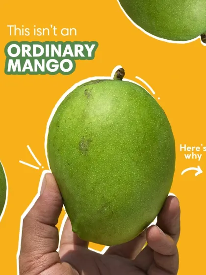 This isn't an ordinary mango. This is a Rajapuri mango, the heart of our pickles. Its firm texture and tangy flavour are what make our mango pickles stand out.