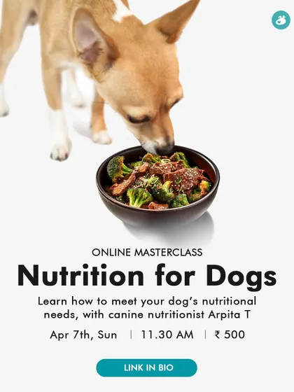 Good nutrition is the foundation of a healthy, happy dog. This online masterclass with a canine nutritionist will teach you how to meet your dog's specific dietary needs, whether you feed home-cooked meals, kibble, or a raw diet.