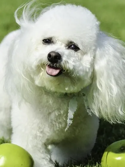 Raw apples are a wonderful, crunchy snack that helps clean your dog's teeth and freshen their breath. Remember to slice them up and remove the core and seeds.