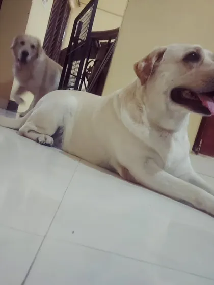 This big Labrador is relaxing on the cool floor, while a puppy peeks around the corner.