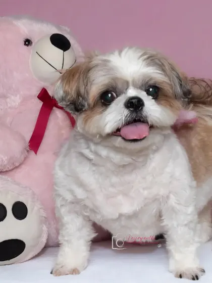 A cute Shih Tzu posing with her pink teddy bear. Studio sessions are great for including a favorite toy or prop.