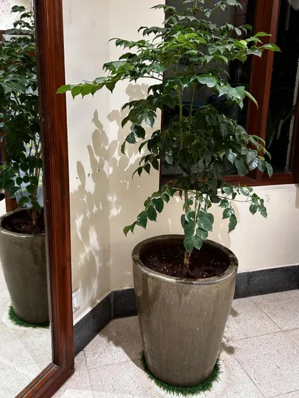 A China Doll plant in a simple, elegant ceramic pot next to a full-length mirror. The reflection doubles the greenery, making the space feel even more lush and vibrant.