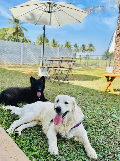 An English Cream Retriever and a black Belgian Shepherd relaxing together under an umbrella.