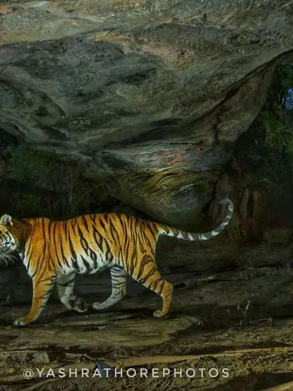 A tigress captured by my camera trap walking under a natural stone arch known as 'Sita Mandap' in Bandhavgarh. This image combines a magnificent animal with a unique geological feature, a shot only possible with remote photography.