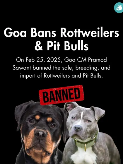 Breaking down the news: Goa has banned the sale, breeding, and import of Rottweilers and Pit Bulls. We look into what this means for pet parents.
