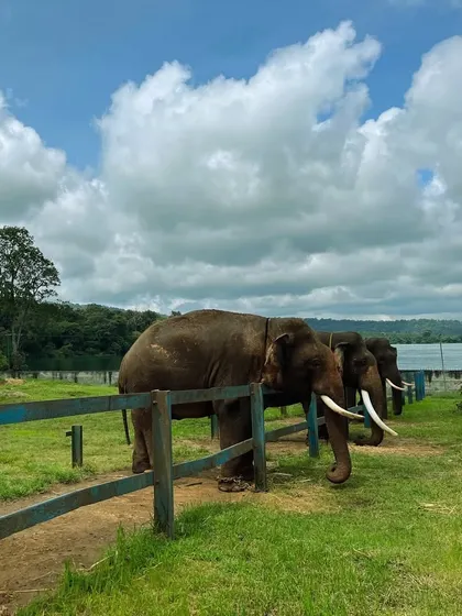Elephants lined up at the Harangi Elephant Camp in Coorg. A chance to learn about and interact with these incredible animals.