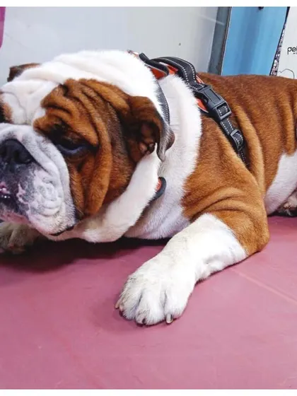 Even the most relaxed pups like this English Bulldog enjoy a good pampering. We ensure a calm and gentle experience for every personality type.