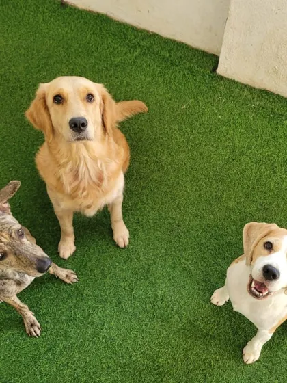 A trio of friends: an Indie, a Golden Retriever, and a Beagle.