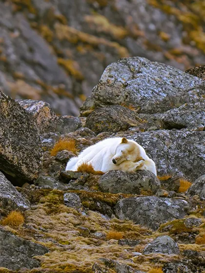 A Bear in Paradise. Even in the harsh Arctic, there are moments of pure peace. Seeing this bear sleeping so soundly was a humbling and beautiful experience.