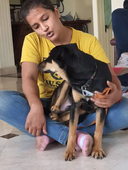 The learning process during my dog training course involved hands on experience with dogs of all temperaments. Every interaction is a lesson in communication and patience, skills I bring to every client consultation.