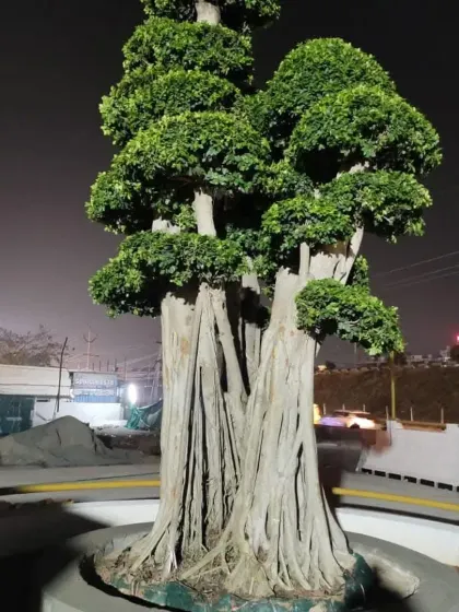 An installed specimen tree illuminated at night, demonstrating its powerful presence as a landscape feature after dark. Proper lighting can transform these trees into dramatic sculptures in the evening garden.