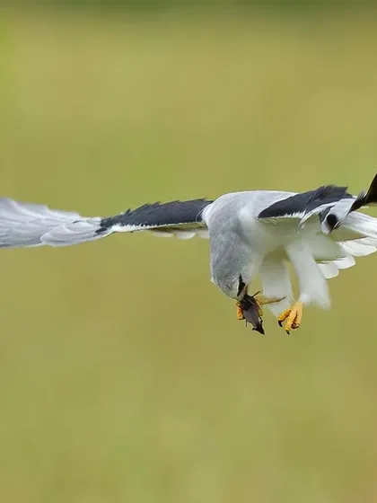 The kite dips to consume its meal mid-flight, an amazing display of aerial agility.