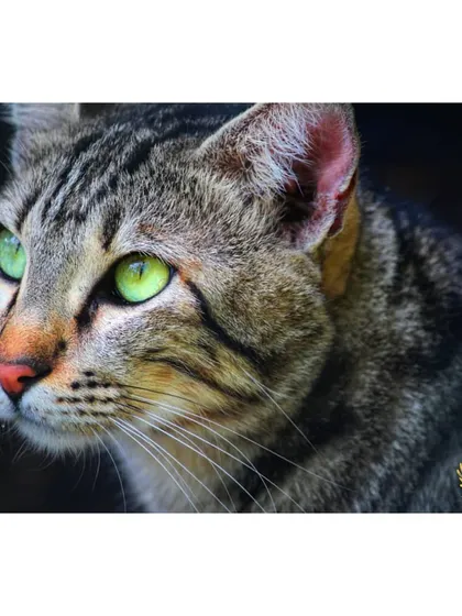 A striking close-up of a tabby cat with vibrant green eyes. We appreciate the unique beauty of every single guest.