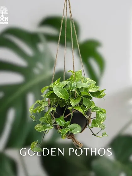 The Golden Pothos is one of the easiest and most rewarding hanging plants. Its variegated leaves bring a touch of brightness, and it thrives in a variety of light conditions.