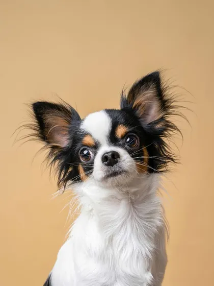 A simple, elegant studio portrait of a long-haired Chihuahua against a warm, neutral background. This type of shot is perfect for highlighting the unique features and expressions of your pet.