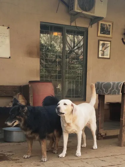 This is the same pair of resident dogs, a black Indie mix and a Lab, a familiar sight at Wagg City.