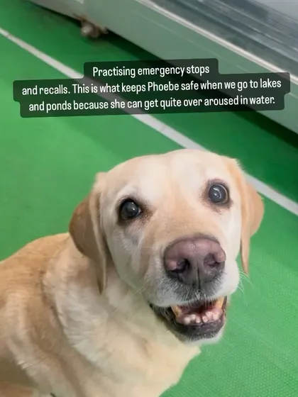 A happy Phoebe after a successful recall practice session in the pool. A reliable recall gives your dog the ticket to freedom and fun.