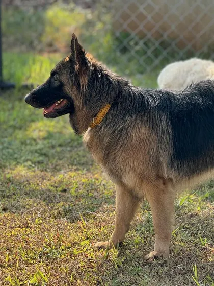 A German Shepherd looking alert and happy in the morning sun at our camp.