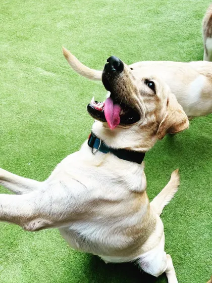 The pure joy of playtime! This happy Labrador is mid-jump, full of energy and excitement. This is the kind of carefree fun I love to provide for every dog.