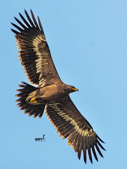 The impressive wingspan of a Steppe Eagle, a migratory raptor I photographed during its winter visit to India. These flight shots are available for editorial licensing.
