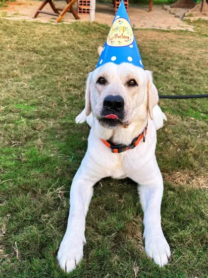A cute shot of the birthday dog lying on the grass with his party hat on, sticking his tongue out slightly.