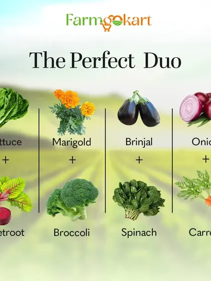 This graphic shows some perfect pairs for companion planting. Growing certain plants together, like marigolds with broccoli or spinach with carrots, can naturally deter pests and improve soil health.
