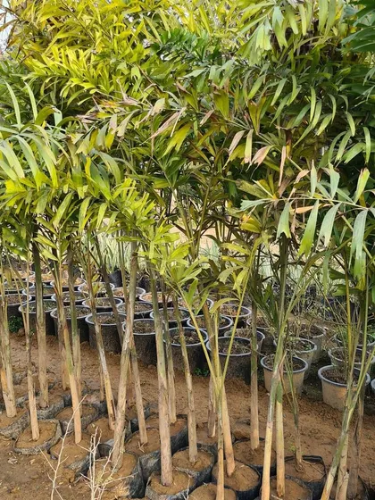 A large batch of Fishtail Palms ready for delivery. I can fulfill bulk requirements for these and many other palm varieties.