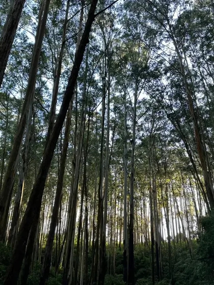 The towering trees of a forest we explored during a retreat. Nature is a powerful teacher, reminding us to stand tall and reach for the light.