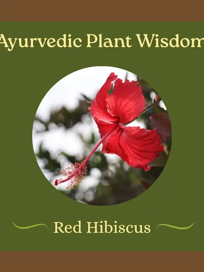 Captions for these will be educational, explaining the Ayurvedic properties and uses of plants like Neem (Nimbi) and Amla (Amalaki), or detailing aspects of the Ayurveda retreats and courses as shown in the images.