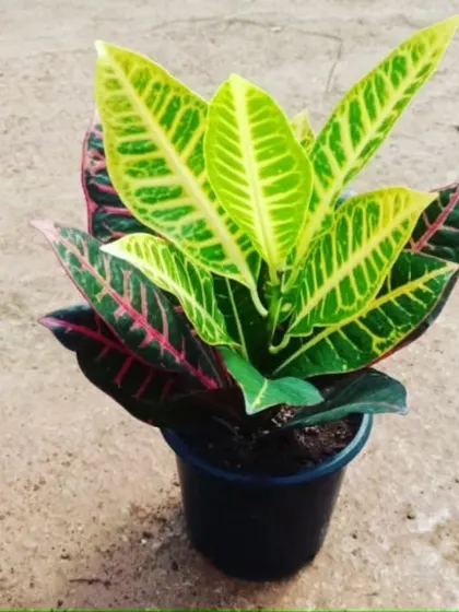 The Croton plant is famous for its vibrant, multi-colored leaves, bringing a splash of yellow, red, and green to any bright spot.