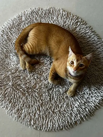 This ginger cat has found the most comfortable spot in the house. A cat resting in the open like this is a sign of ultimate trust and security in their environment.