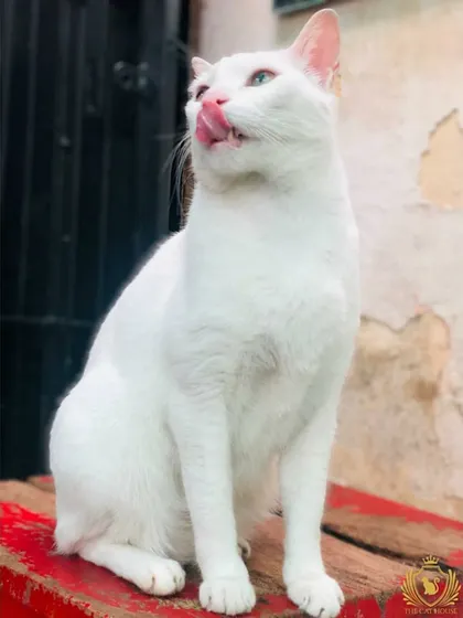 The same graceful white cat, caught mid-lick. It's these little moments of personality that we love to see and share.