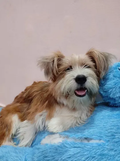 UPDATE: ADOPTED. Whisky, an 8-month-old Terrier mix, has found his forever home. He is a friendly, adorable fur ball.