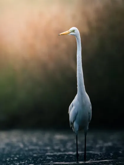 A Great Egret stands tall and still in the water, its long, elegant neck creating a beautiful S-curve.