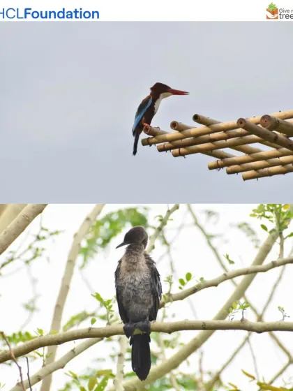 A White-throated Kingfisher and a Little Cormorant spotted at our Lucknow site. The presence of water birds is a direct result of our practice of building ponds and restoring wetlands within our projects.