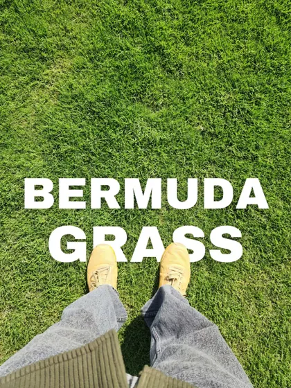 Feel the difference with our high-quality Bermuda grass. This point-of-view shot highlights the fine texture and deep green color, making it a popular choice for premium lawns.
