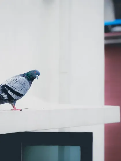 A pigeon perched on a ledge. Even common city birds can make for interesting subjects with the right composition and lighting.