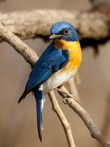 The Tickell's Blue Flycatcher, with its combination of blue, orange, and white, is a perfect bird to brighten up any day.