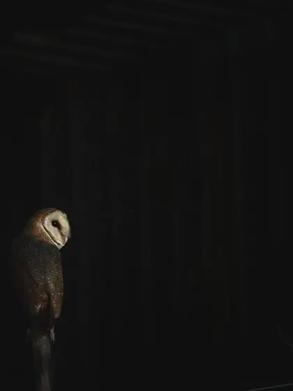 A Barn Owl perched in the darkness, a quiet observer in the night. This one lives very close to my own home in Gurgaon.