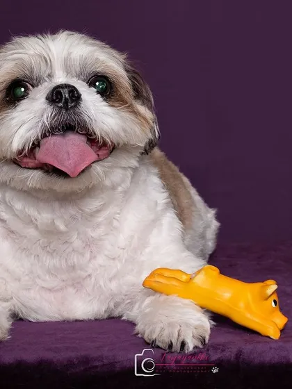 Sushi posing patiently with his toy on a purple backdrop. His calm demeanor is perfectly captured.