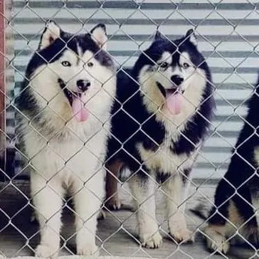Two of our adult Huskies behind the fence, alert and ready to play.