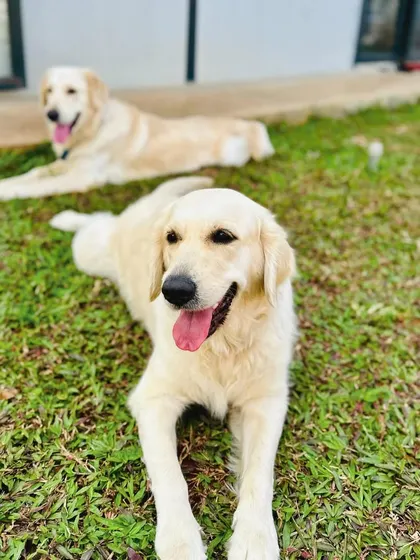 Two English Cream Retrievers relaxing in the shade, happy and content after playing.