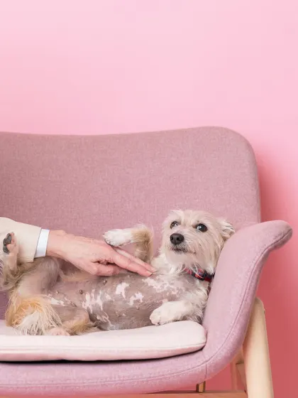 This pup is in heaven with these belly rubs. My goal at events is to capture both posed portraits and candid moments that show the genuine joy of pets and their owners.
