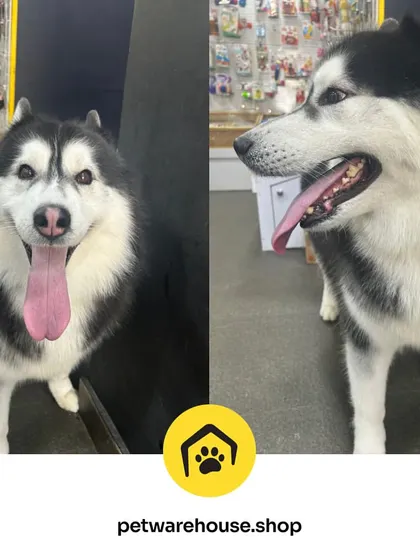 That tongue-out, happy-dog look is what we live for. This Siberian Husky is feeling fresh and fantastic after a full grooming session to manage their thick coat.