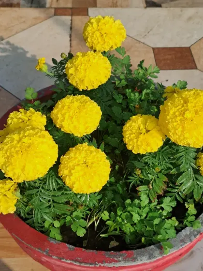 A pot full of blooming marigolds.