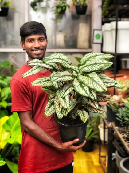 Weekends are for plant shopping! One of our cheerful team members holding up a beautiful Calathea, ready to find its forever home. We love seeing our team’s passion for plants shine through.